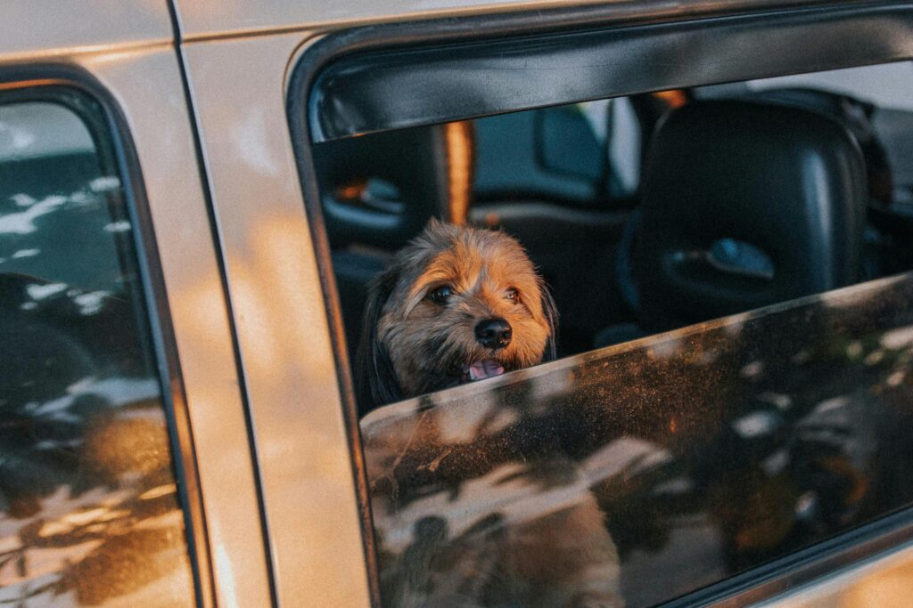 Pet Friendly Transfer